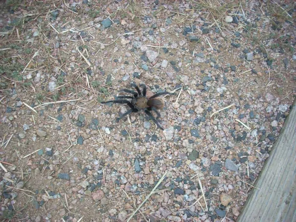 tarantula