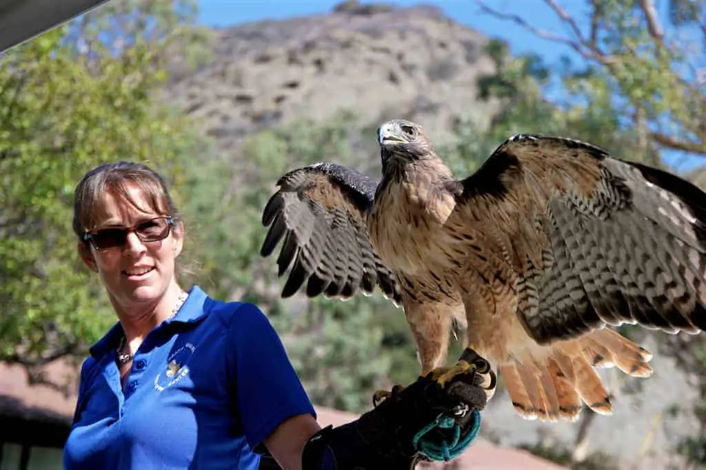 the ranch at laguna beach birds of prey 2