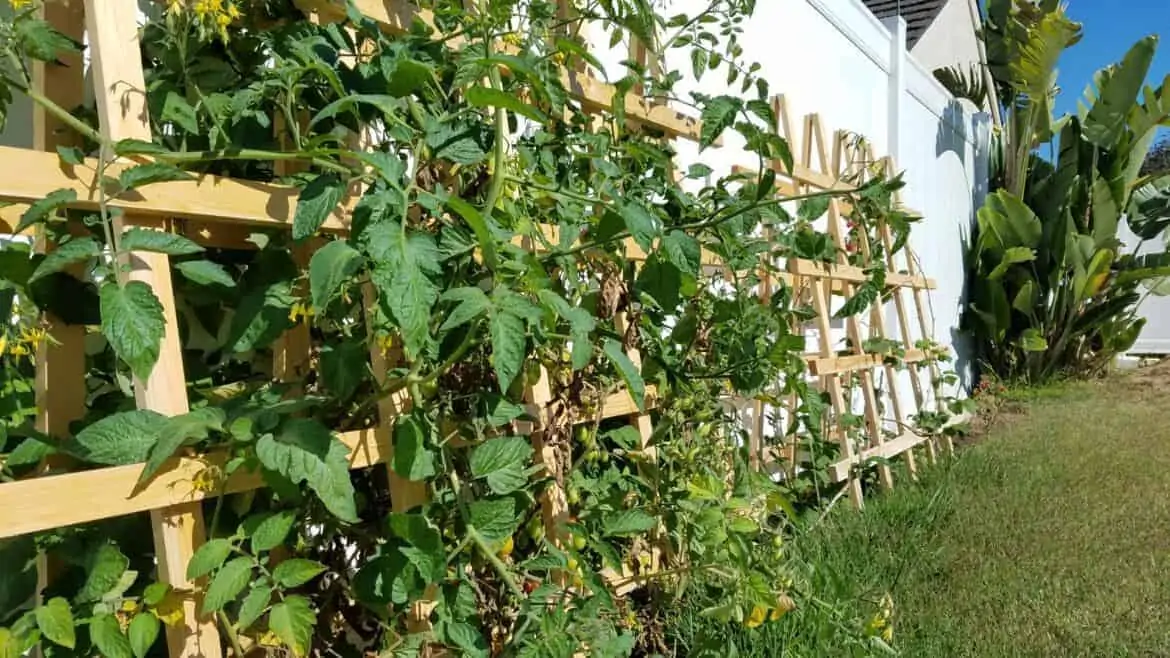 tomato garden