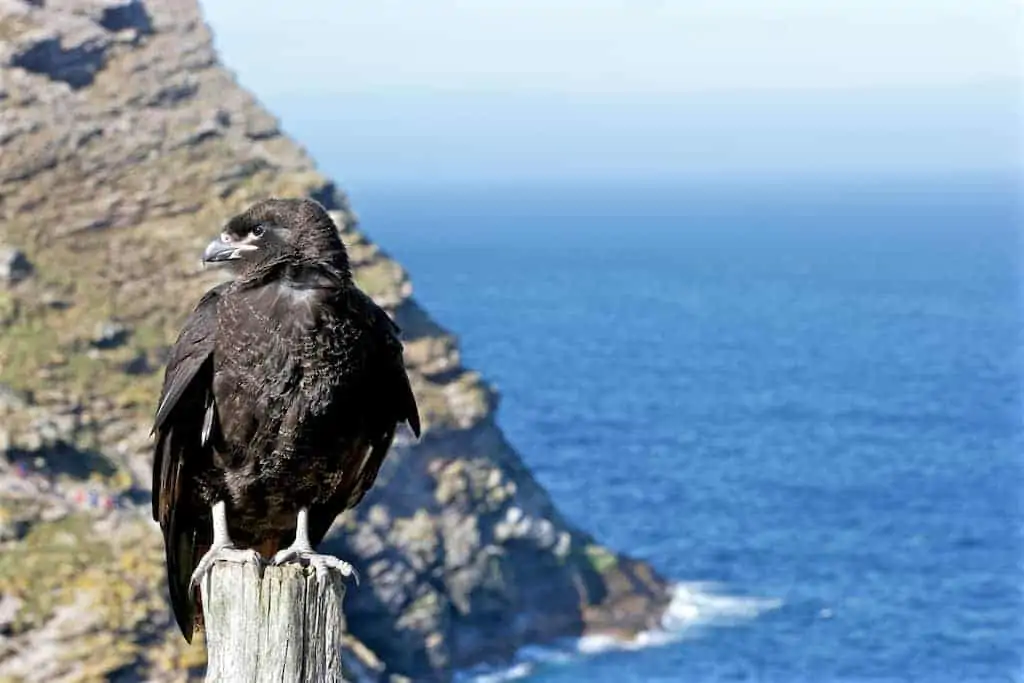 west point falkland islands Striated Caracara
