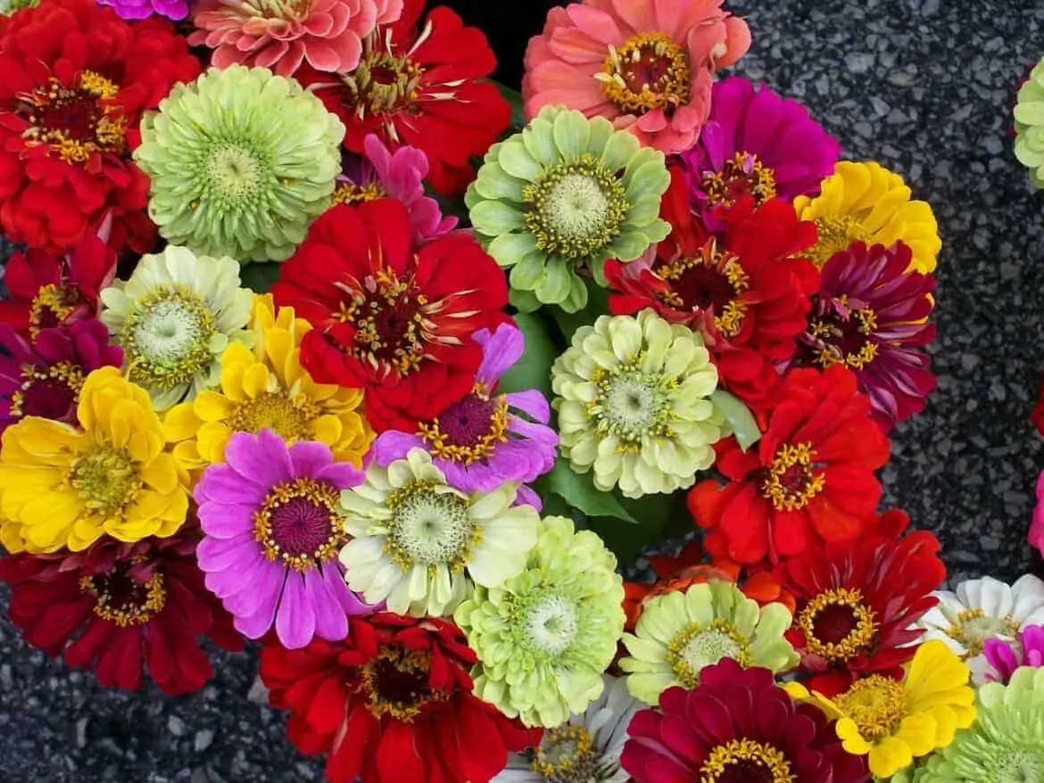 easy to grow flowers zinnia